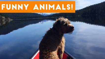 Funniest Pets of the Week Compilation September 2017 _ Funny Pet Videos