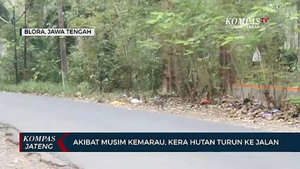 Akibat Musim Kemarau, Kera Hutan di Blora Berkeliaran di Jalan