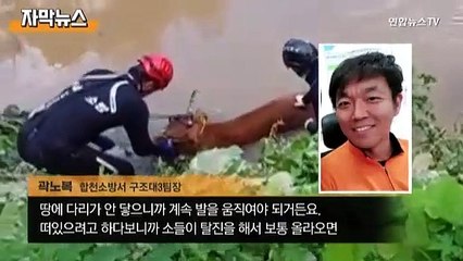 [자막뉴스] '나도 살려주소'…폭우에 집 잃은 소들 위험천만 '구출 작전'