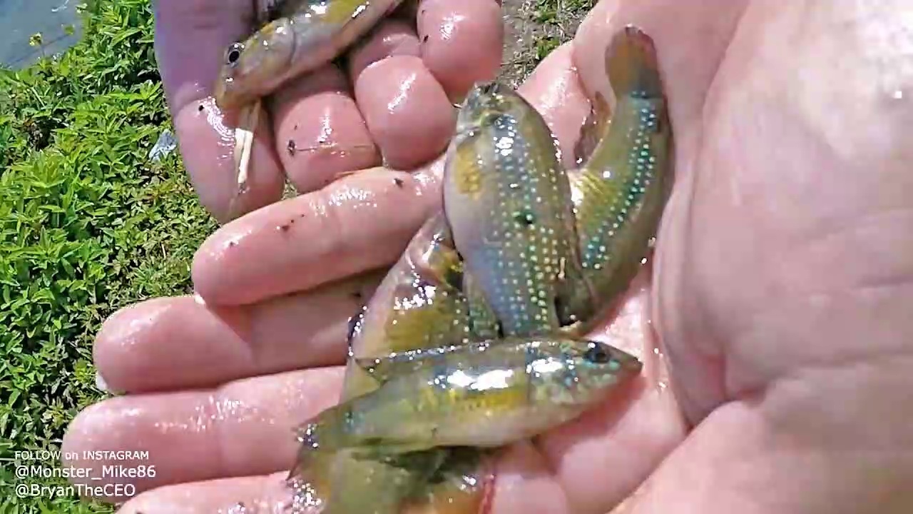 MAILBOX Fish Trap Catches Exotic Fish DIY