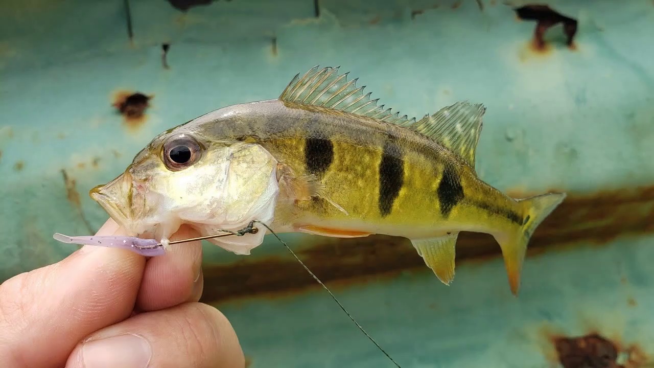 DIY Micro Lure Fishing Challenge!