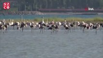 Van Gölü'nde flamingoların eşsiz dansı