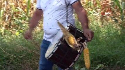Adana'da mısır hasadı davul zurna ve dualar eşliğinde başladı