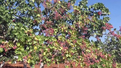 Suriye sınırında Antep fıstığı hasadı başladı