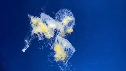 Download Video: Las medusas protagonistas de un nuevo acuario en Taiwan