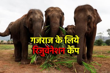 हाथियों को दिया जा रहा है विशेष आहार