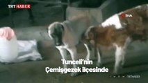 Annesi ölen danayı köpek emziriyor