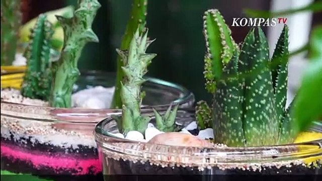 Dekorasi Unik Terrarium Bunga Kaktus