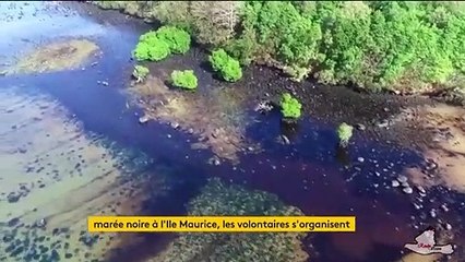 Île Maurice : la situation écologique s’aggrave à cause de la marée noire