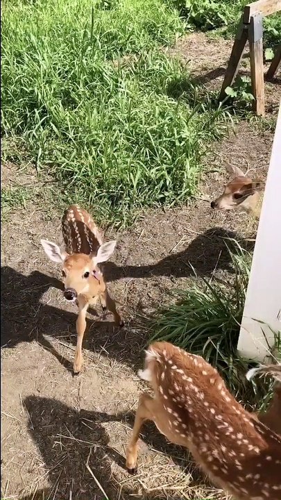 Herd of Deer Fawns at Feeding Time