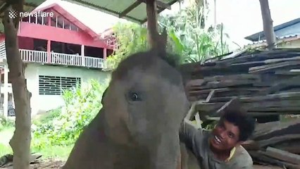 Juvenile elephant cuddles carer in Thailand
