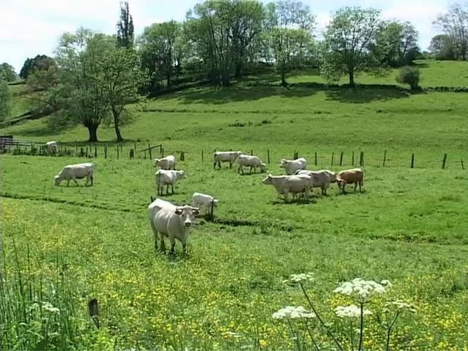 Das Sternzeichen Stier in Natur- und Menschenwelten