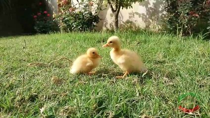 Cute Baby Ducklings