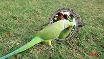 Indian Ringneck Parrot Talking to Mirror Part 2