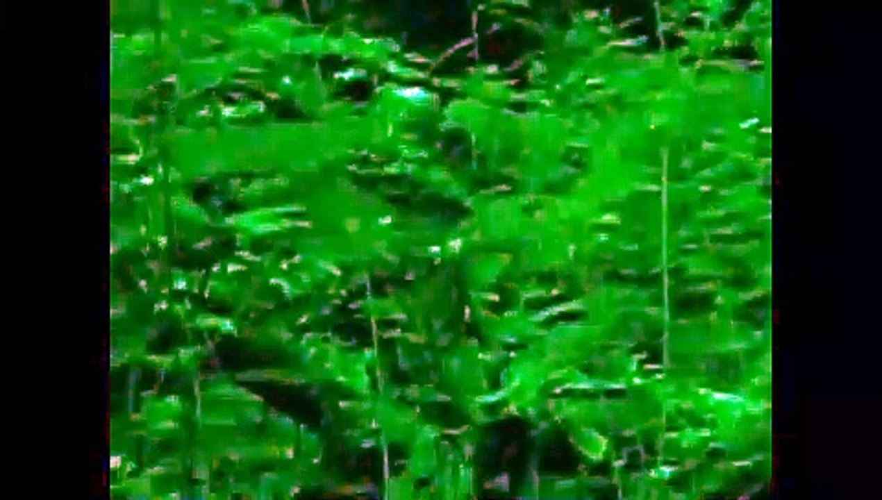 UFO Sightings Alien Creature Attacks Hiker! Caught On Tape!