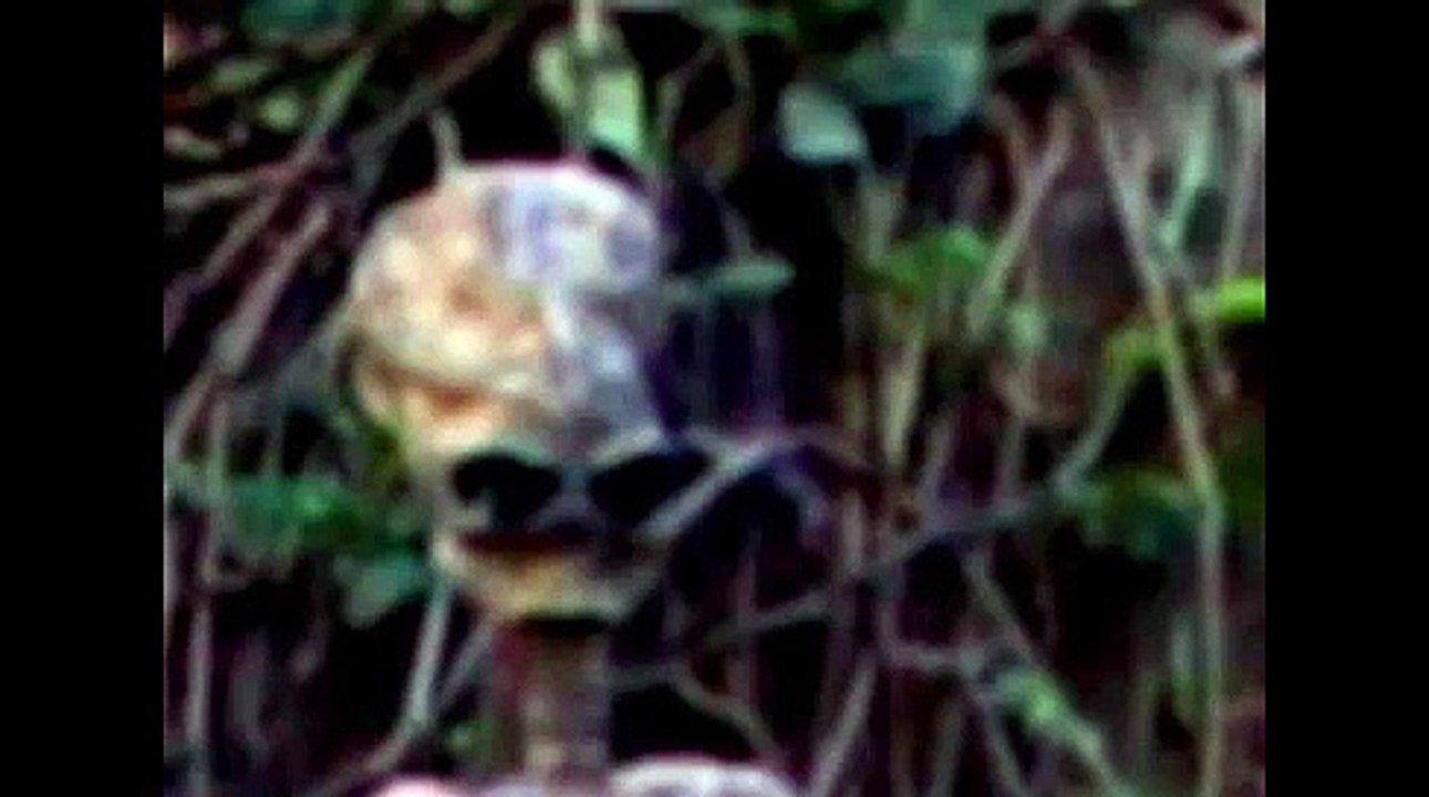 Wikileaks UFO & Alien Photos!  Jan 18, 2011