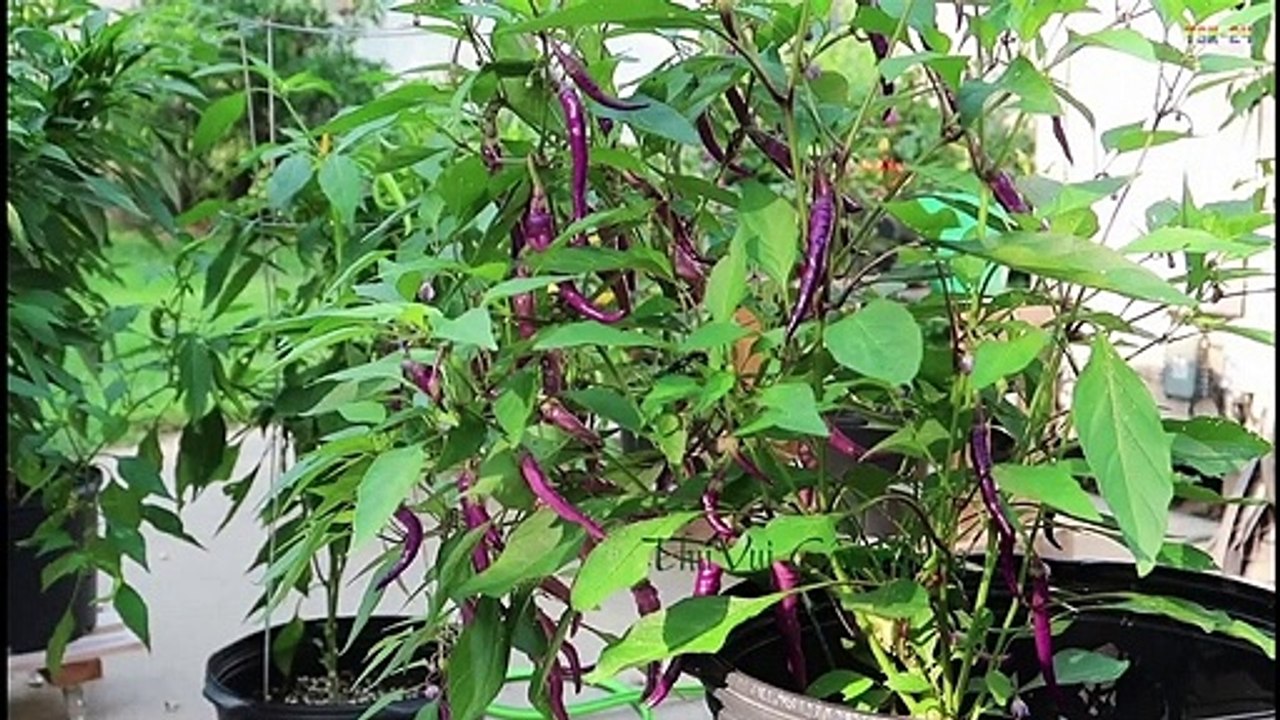 [EASY] How to Grow Chillies & Cucumbers in Pot _ in Containers