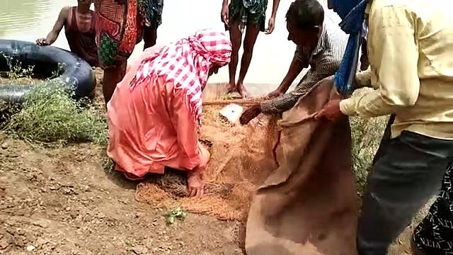 लोगों के उड़े होश जब तालाब में तैरता मिला 5 फीट लम्बा मगरमच्छ, मछली मारने के जाल में पकड़ा