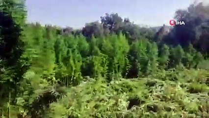 Diyarbakır’da 975 bin kök Hint keneviri, 176 kilo kubar esrar ele geçirildi