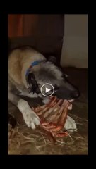 Tải video: KEMiK KIRAN SiVAS KANGAL KOPEGi - ANATOLiAN SHEPHERD KANGAL DOG