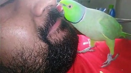 Parrot thinks my teeths are corn