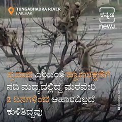 Monkeys Stranded On Tree For 2 Days As Rain Causes Flooding In Harihara