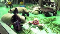 Giant Panda celebrates 2nd birthday at Shanghai Zoo!