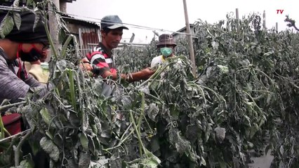 Curhat Petani Karo Yang Terancam Gagal Panen Karena Erupsi Gunung Sinabung