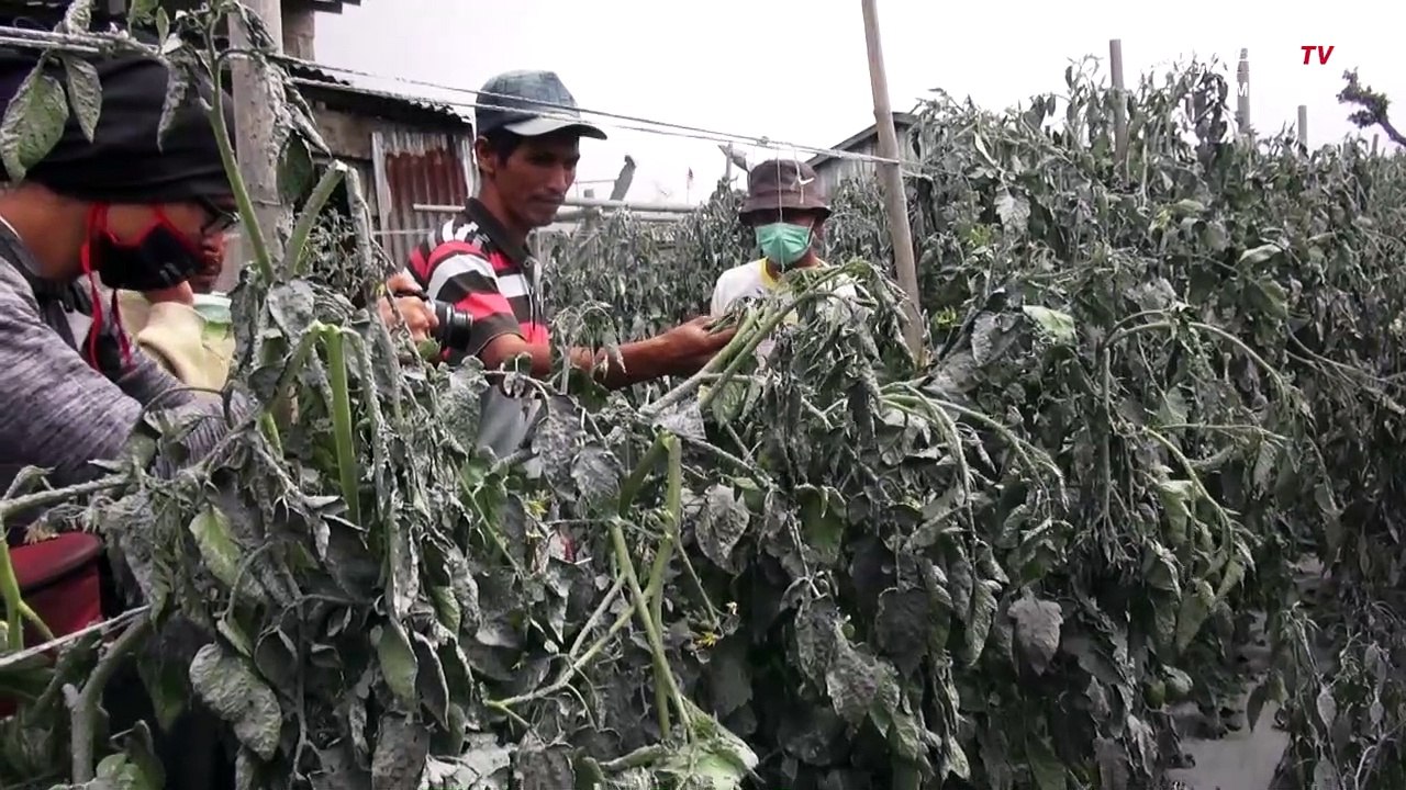 Curhat Petani Karo Yang Terancam Gagal Panen Ka...