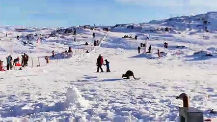 Wallaby Takes to the Slopes in Tasmania