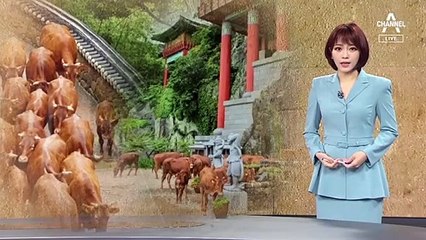 [뉴스A 클로징]외양간 잠기자 부처님 찾아간 섬진강 소떼들