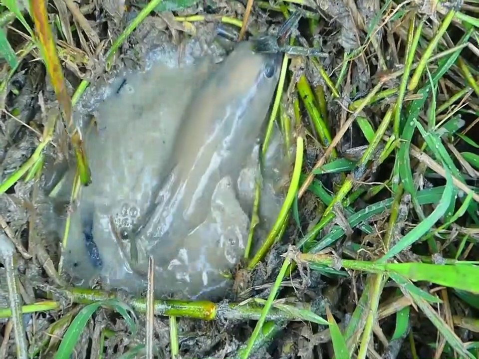 Fish Trap - Best Fishing Method With Bananas -  Eggs Catch Fishes From Hole | Animal Trap