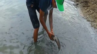 Best Hand Fishing - Man Catching Catfish in Muddy Water By Hand| Animal Trap