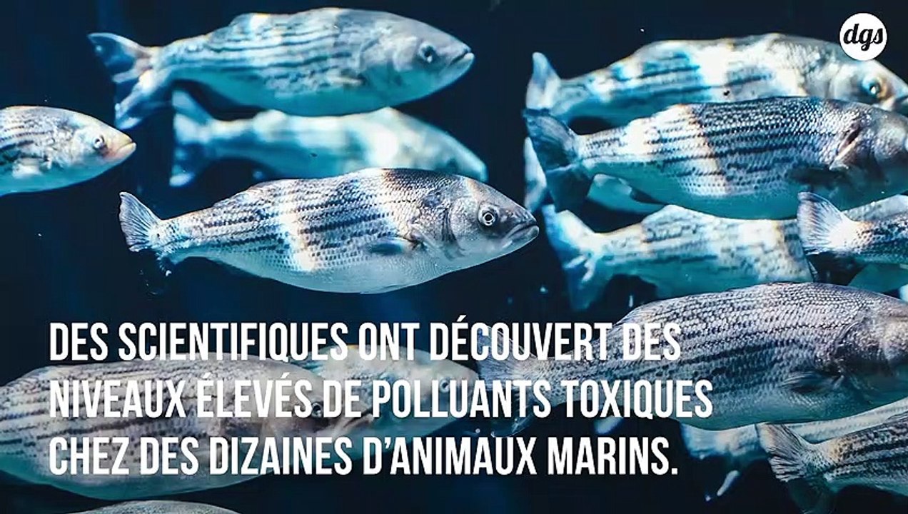 Des concentrations élevées de polluants découverts chez les baleines et les dauphins échoués