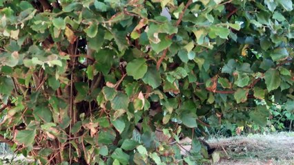 petits cacahouete 10