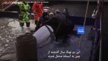 دو نهنگ‌ سفید در پناهگاه جدید دریایی در ایسلند رها شدند