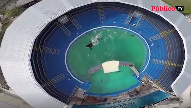 Libertad para Lolita, encerrada desde hace 50 años en uno de los tanques de agua más pequeños del mundo.