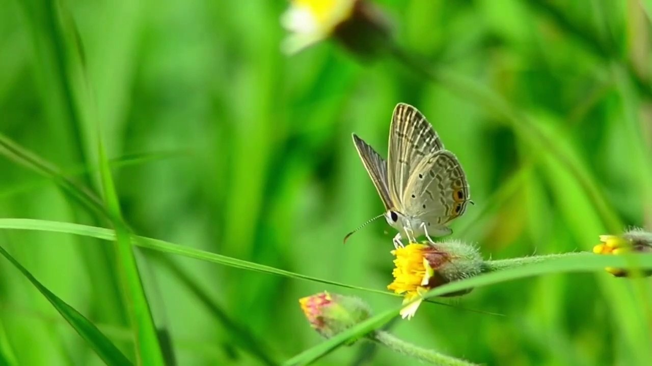Relaxing Nature Sleep-Meditation