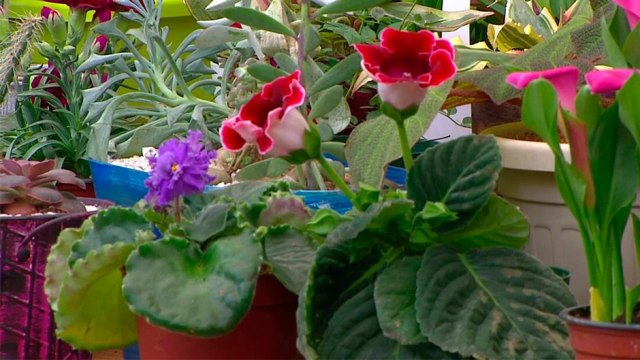 bd-arreglos-vivos-para-sorprender-a-mama-100820