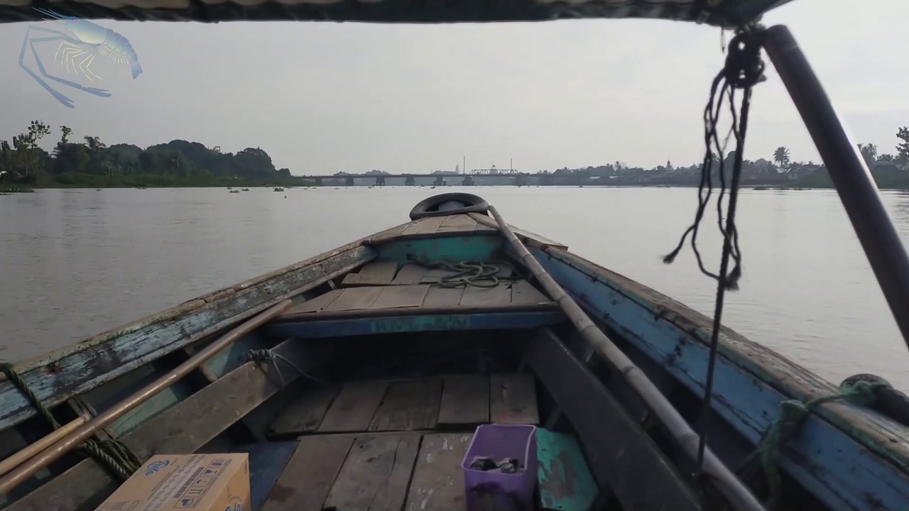 Pesta Strike Mancing Udang Galah Di kota Palembang