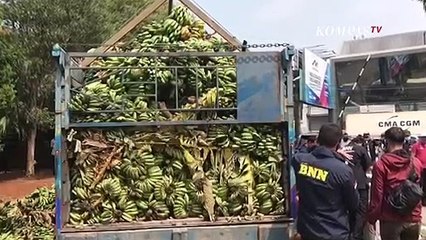 BNN Sita 500 Kilogram Ganja Dari Sebuah Truk Pengangkut Pisang.