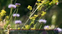 Cantal : randonnée au pays des volcans