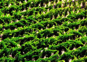 France Will Spend Nearly $300 Million to Save Its Wine Industry