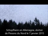 20150107 Fusion Schopfheim (D) dortoir pinsons, PCA et Fulleren début 2015