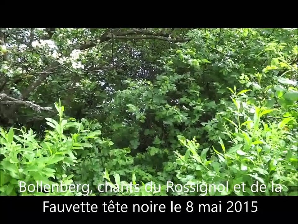 20150508 Fusion  Bollenberg, Rixheim, Rougemont-le-Château, Riedisheim 2015-2016