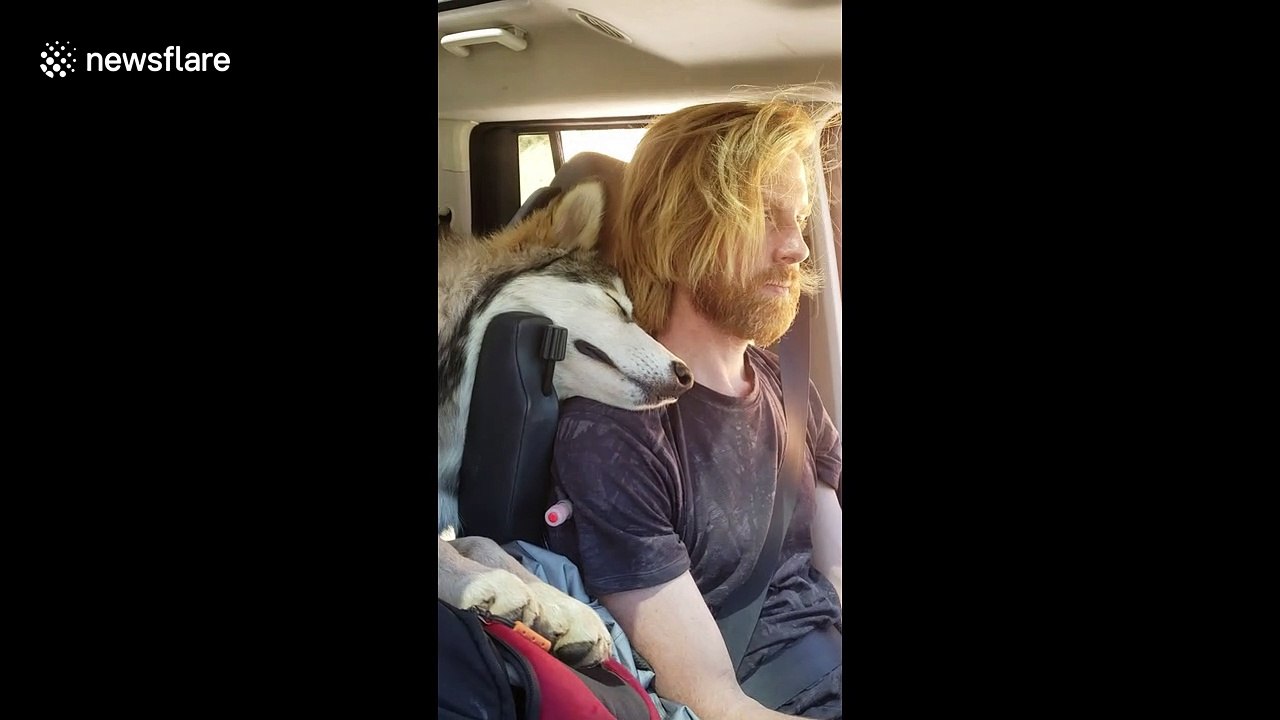 Backseat snuggler! Puppy sweetly snuggles with his dad while driving in Colorado