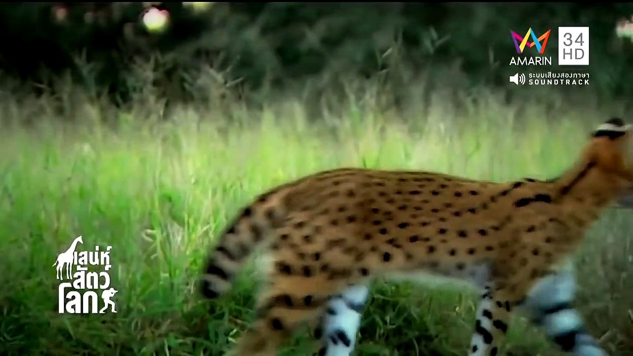 World Animals EP.44
