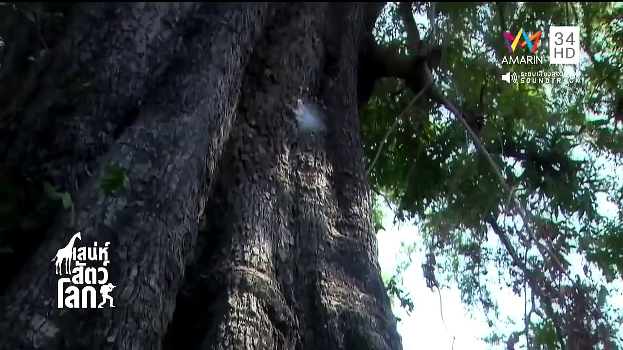 World Animals EP.46