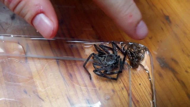 Ce qui sort de cette araignée est terrifiant