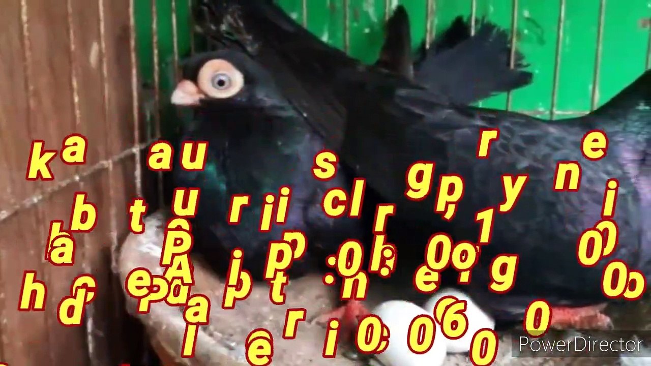 Kabotar price, Pigeon price Karachi Pakistan 2020 laka,sherazi,faintail,king pigeon,poultry pigeon